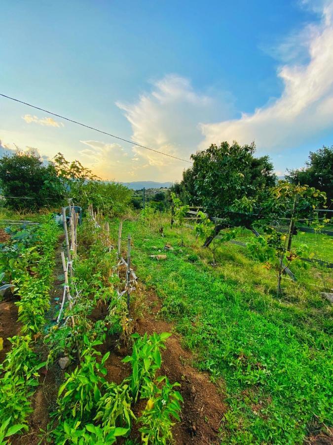 Locanda Tipica Sa Corte Oliena Exteriér fotografie